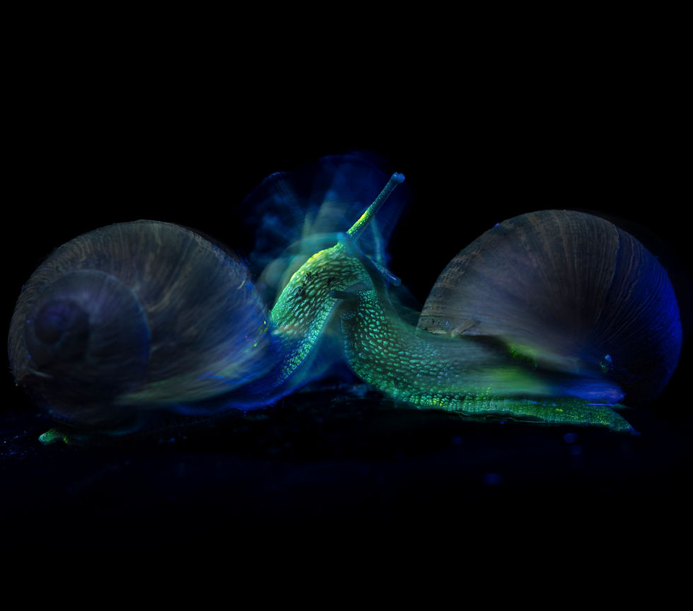 Nr.1 Tiny Dancers Katherine Hannaford Snails_QNPA.jpg