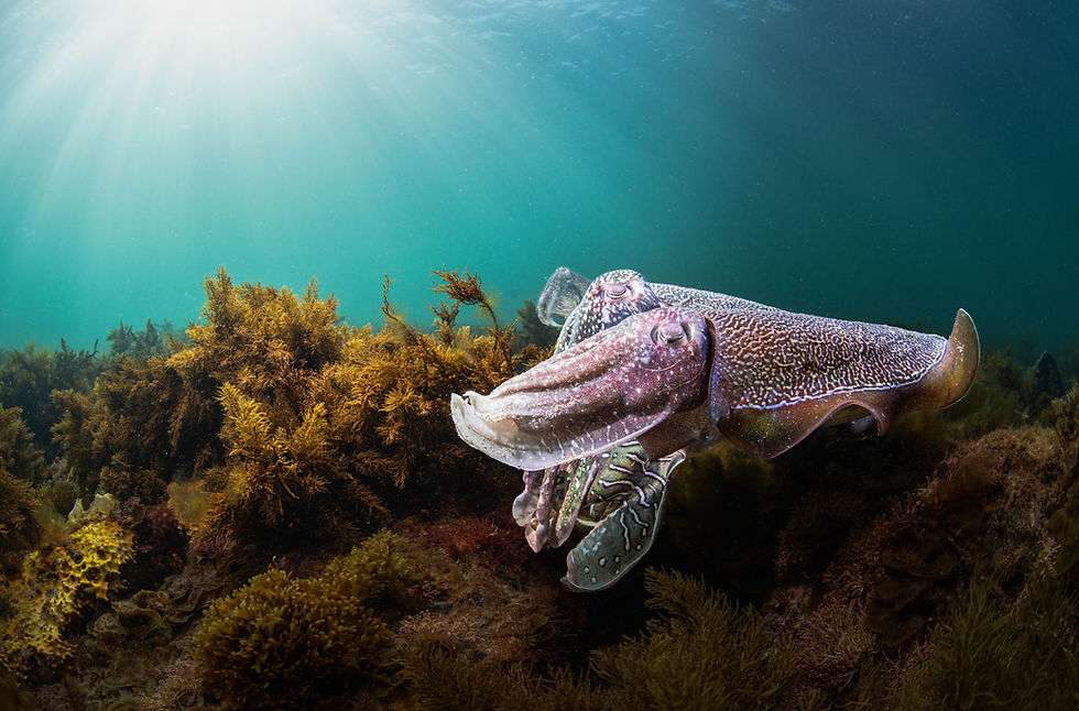 Cuttlefish matting_MarciaRiederer.jpg