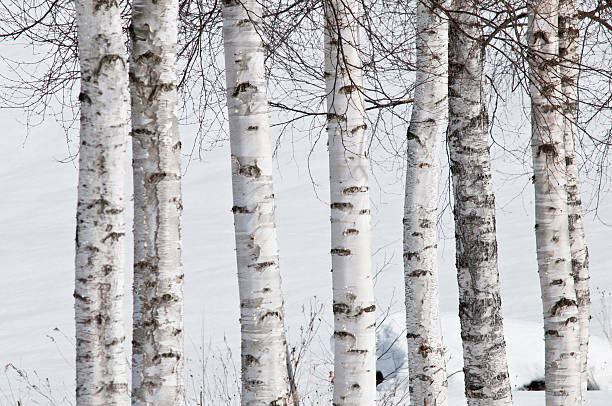 Eight birch trees standing side by side in the winter