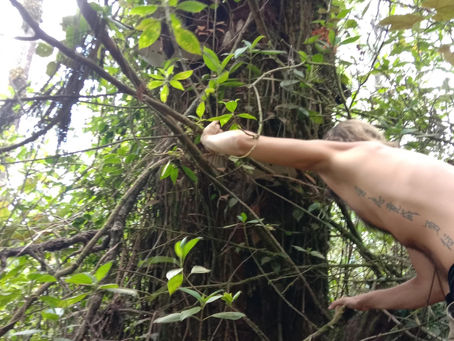 Tongkat Ali: Nature’s Secret to Vitality and Strength