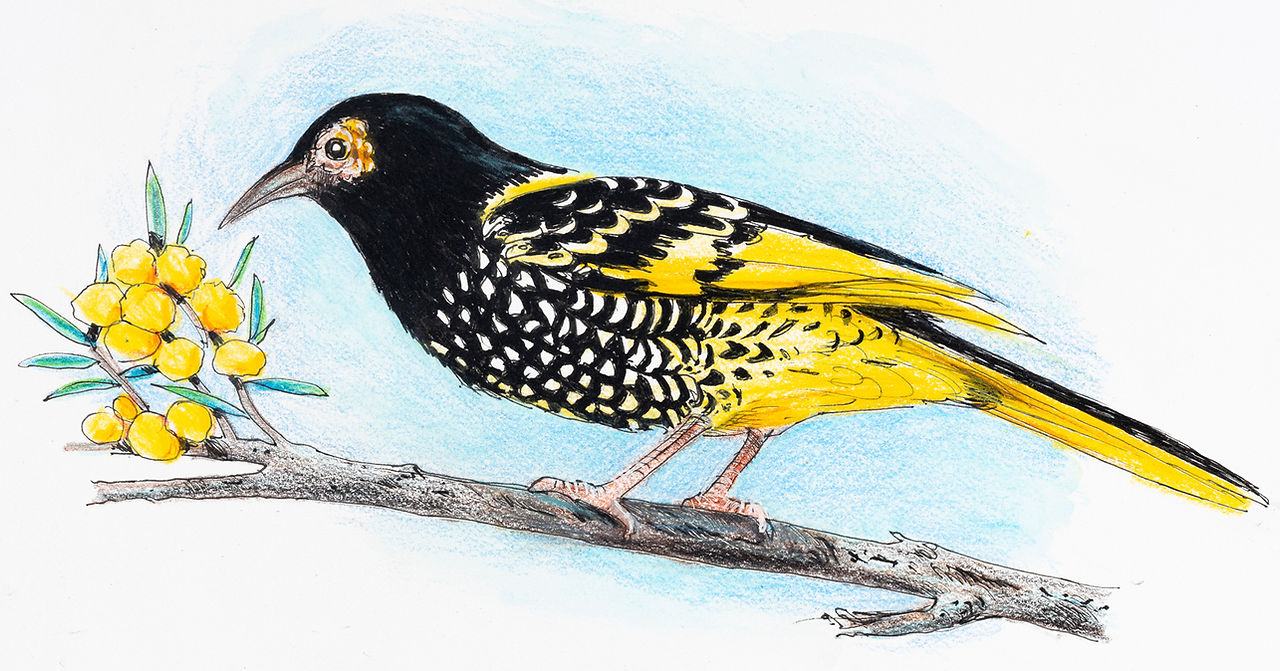 Regent Honeyeater