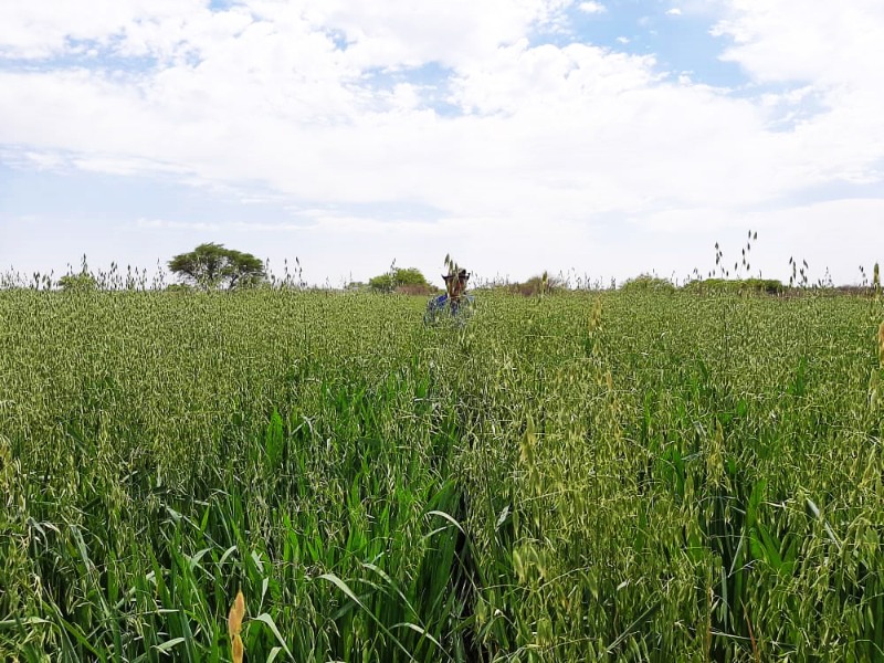 AgriTurf Namibia Irrigation Specialists