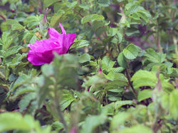 NATURAL FLOURISHING OF A BLOSSOM
