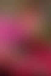 Ανθοδημιουργίες Θωμάς Μπατζιόλας,  Επαγγελματική Φωτογράφιση Ιωάννινα, Φωτογράφος Ιωάννινα,Αγίου Βαλ