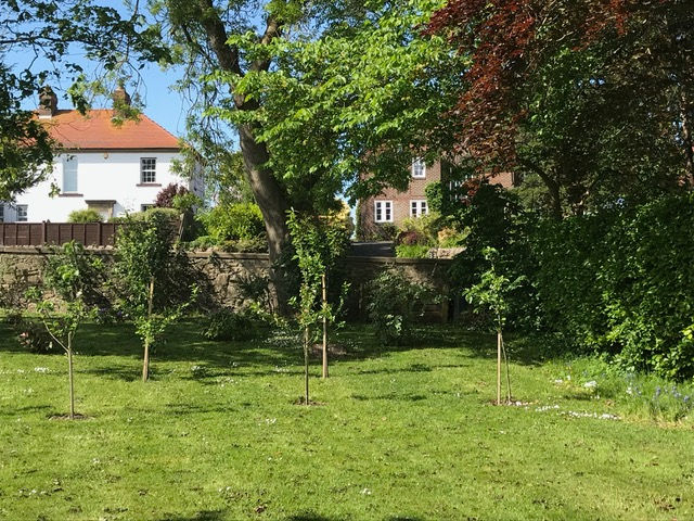 S&K- fruit trees recently  planted