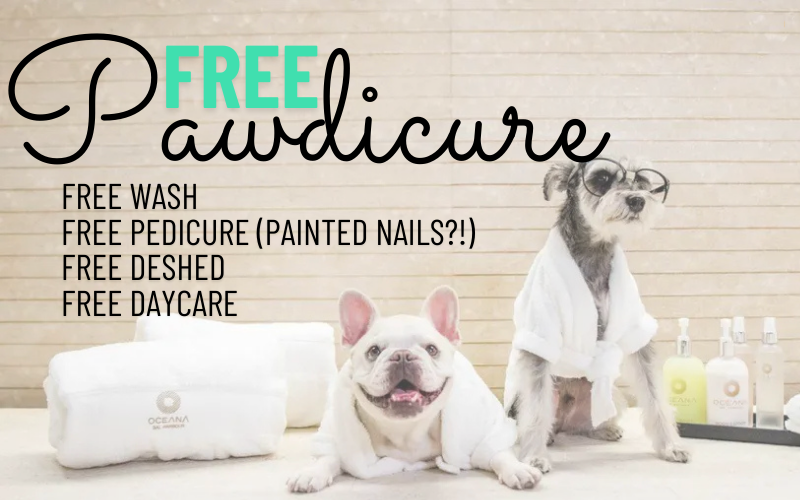 Mesa Dog Boarding - Pet Services in Mesa