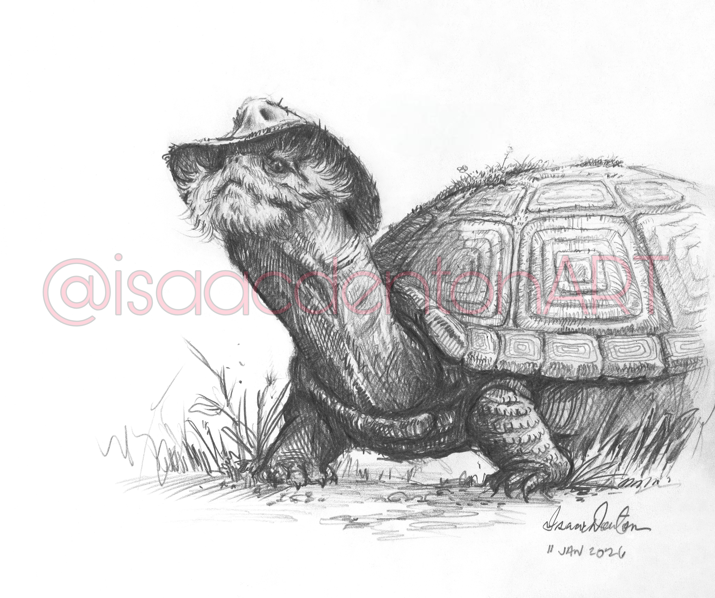 The Weir Terrapin (Weirapin) 8 x 10