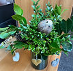 Photo from Newsletter or KNS Logo