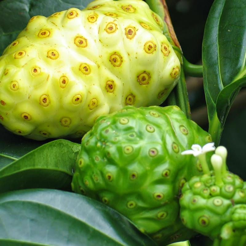 Thumbnail: Noni/cheese fruit - Fruit Plants & Tree