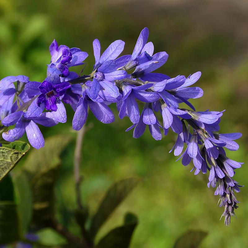 Thumbnail: Petrea Volubilis - Creepers & Climbers