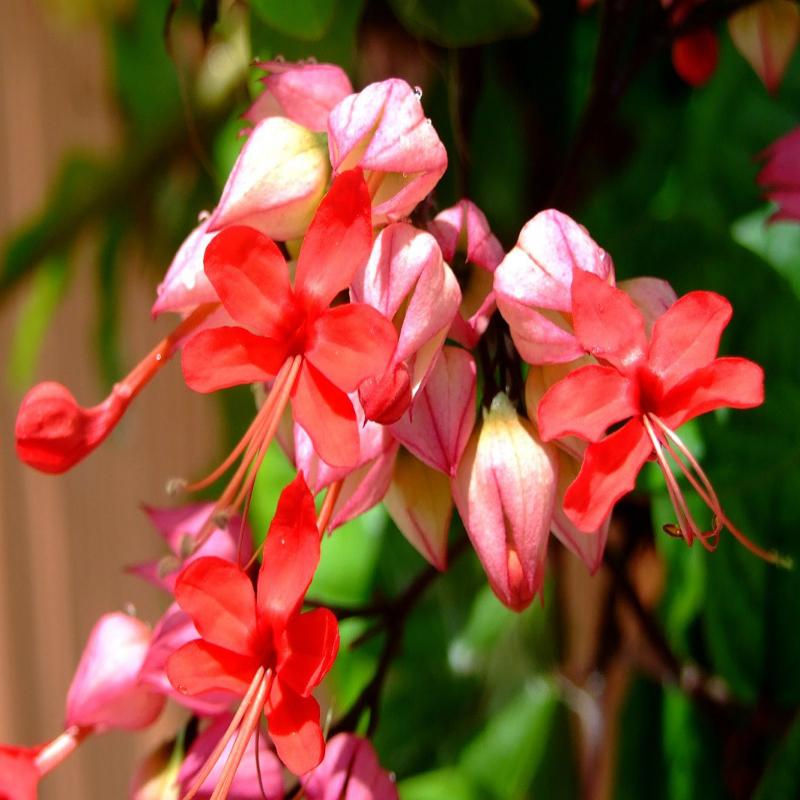 Thumbnail: Bleeding Heart Vine Red- Creepers & Climbers