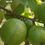 Thumbnail: Guava Kg Guava - Fruit Plants & Tree