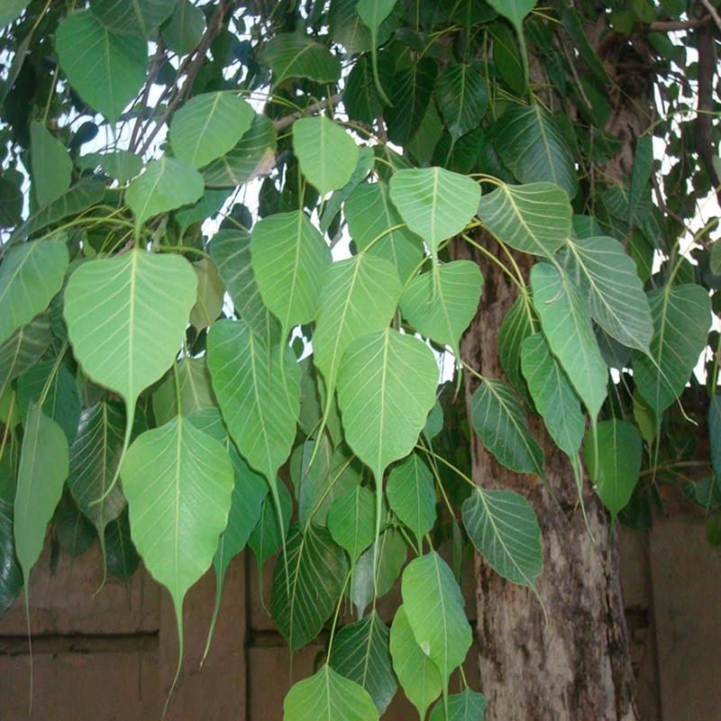 Thumbnail: Ficus Religiosa/Peepal Tree - Avenue Trees