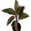 Thumbnail: Aglaonema Lipstick - Indoor Plants