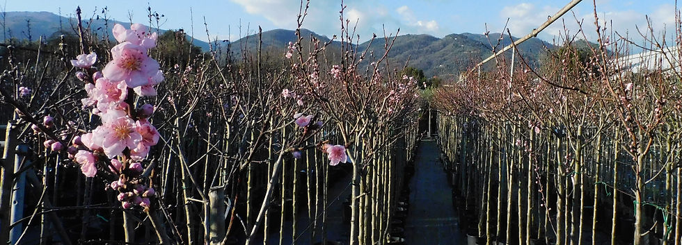 vivai-sergio-pacini-alberi-da-frutto.jpg