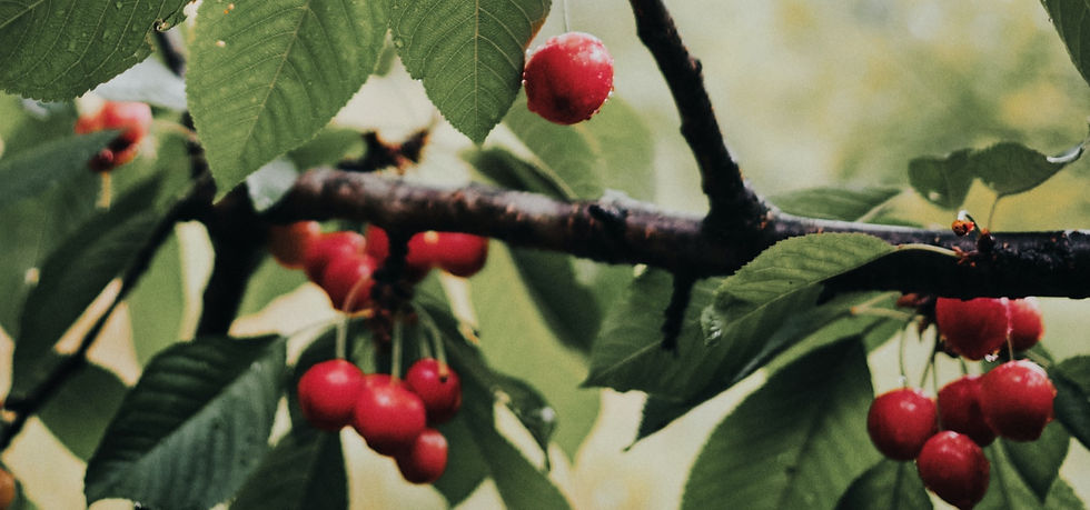 kristjan-kotar-Z_VKeB4zqAo-unsplash_edited_edited.jpg