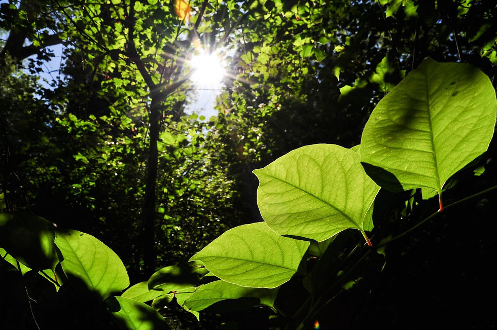 Sunlight shines through green leaves in a forest, creating a vibrant, serene atmosphere with shadows and bright highlights.