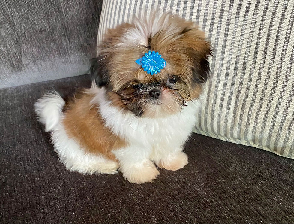 All About Shih Tzu Puppies