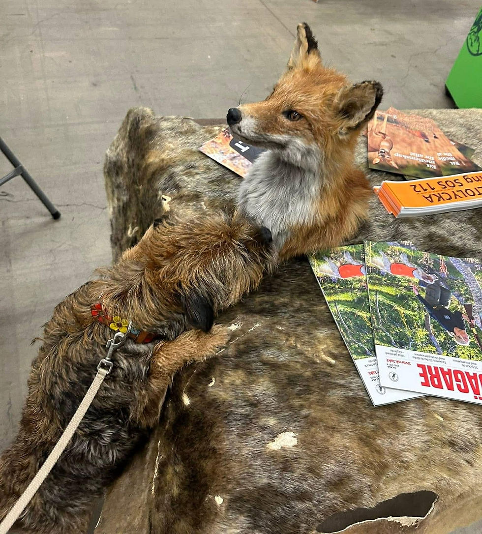 foto: Marie Holmgren