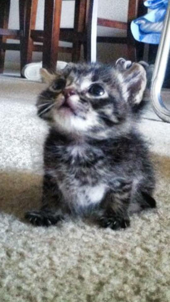 Baby Carlos from Dustin and Ashley