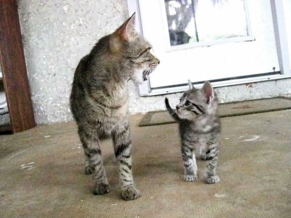 Elliot and Paula's Cats