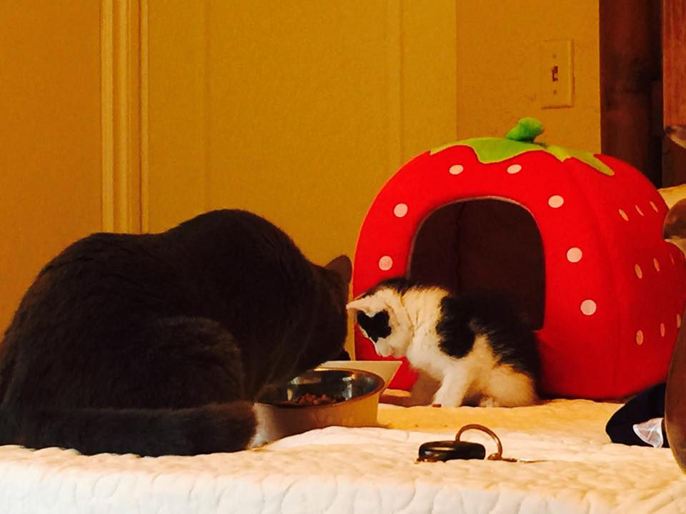Freeway and Sweet Pea