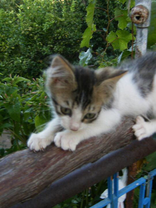 Tigg