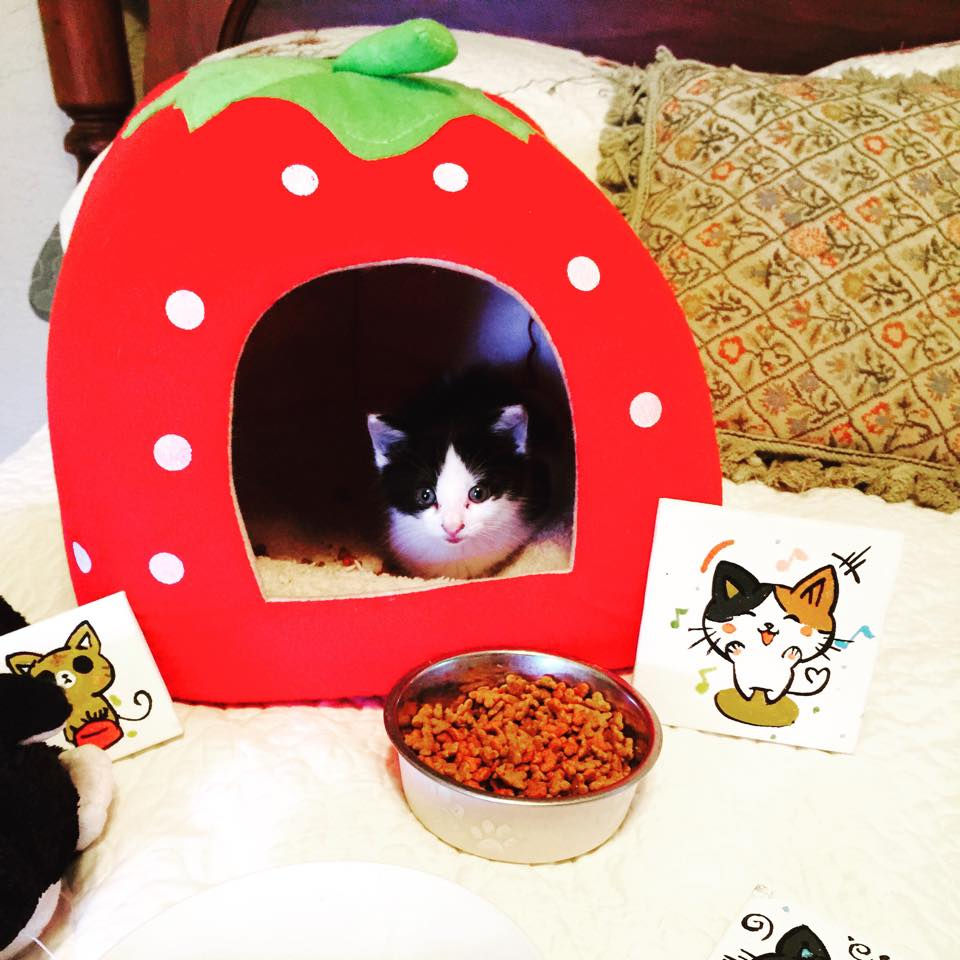 Freeway and Kitten Meems