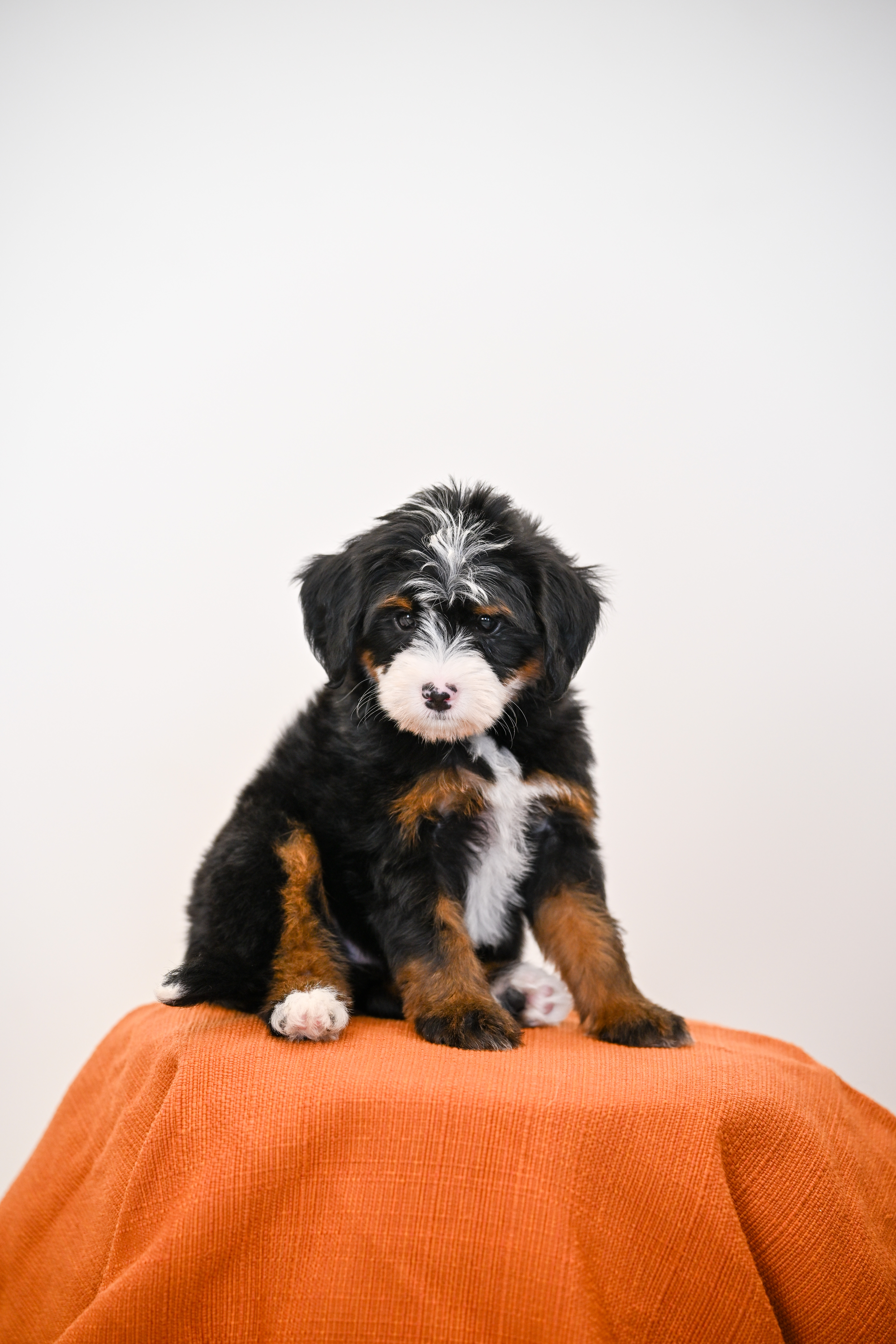 Laurel, Tri Colored, girl, Mini Bernedoodle, puppy at Down Home Doodle