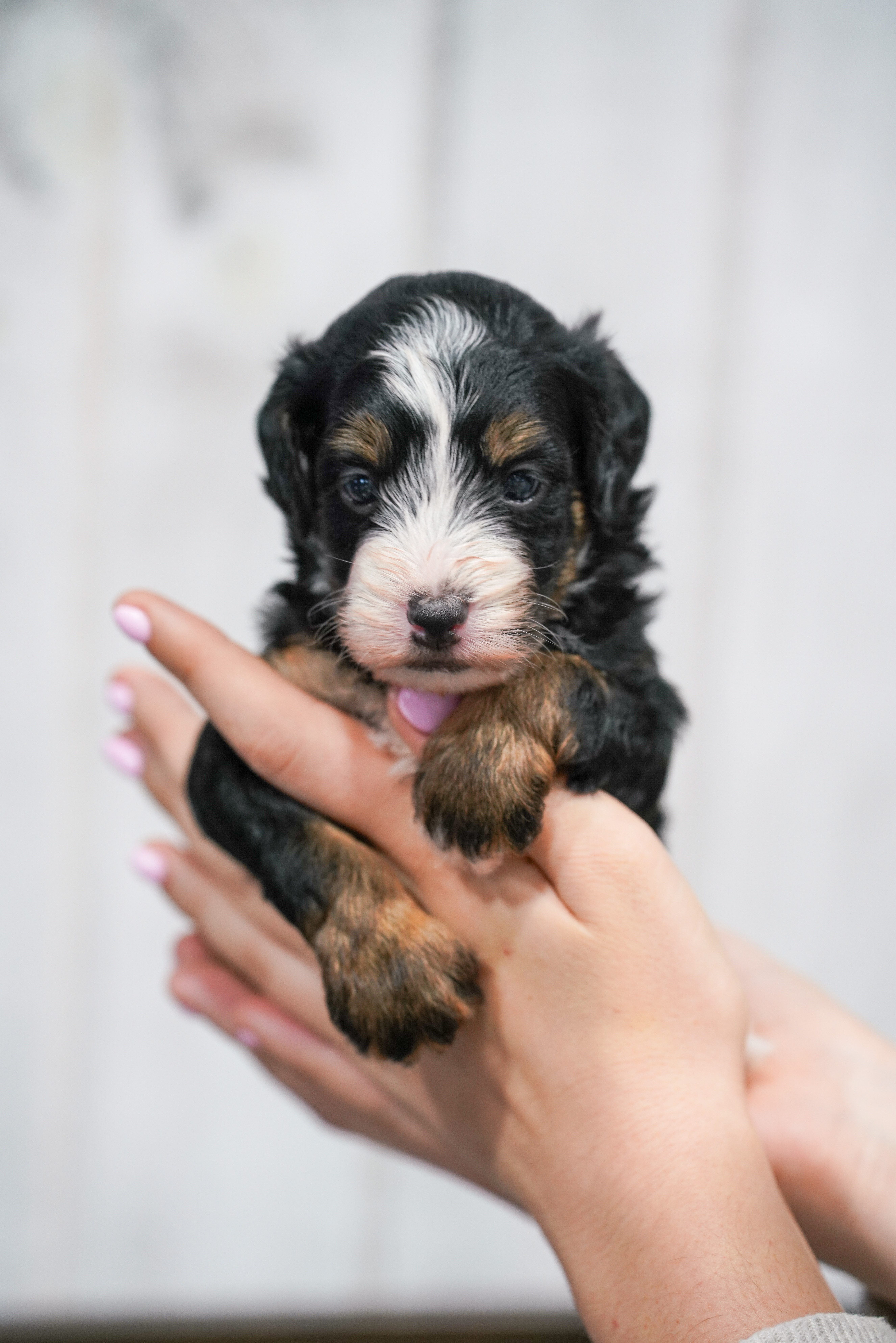 Tubi, Tri Colored, boy, Micro Bernedoodle, puppy at Down Home Doodle