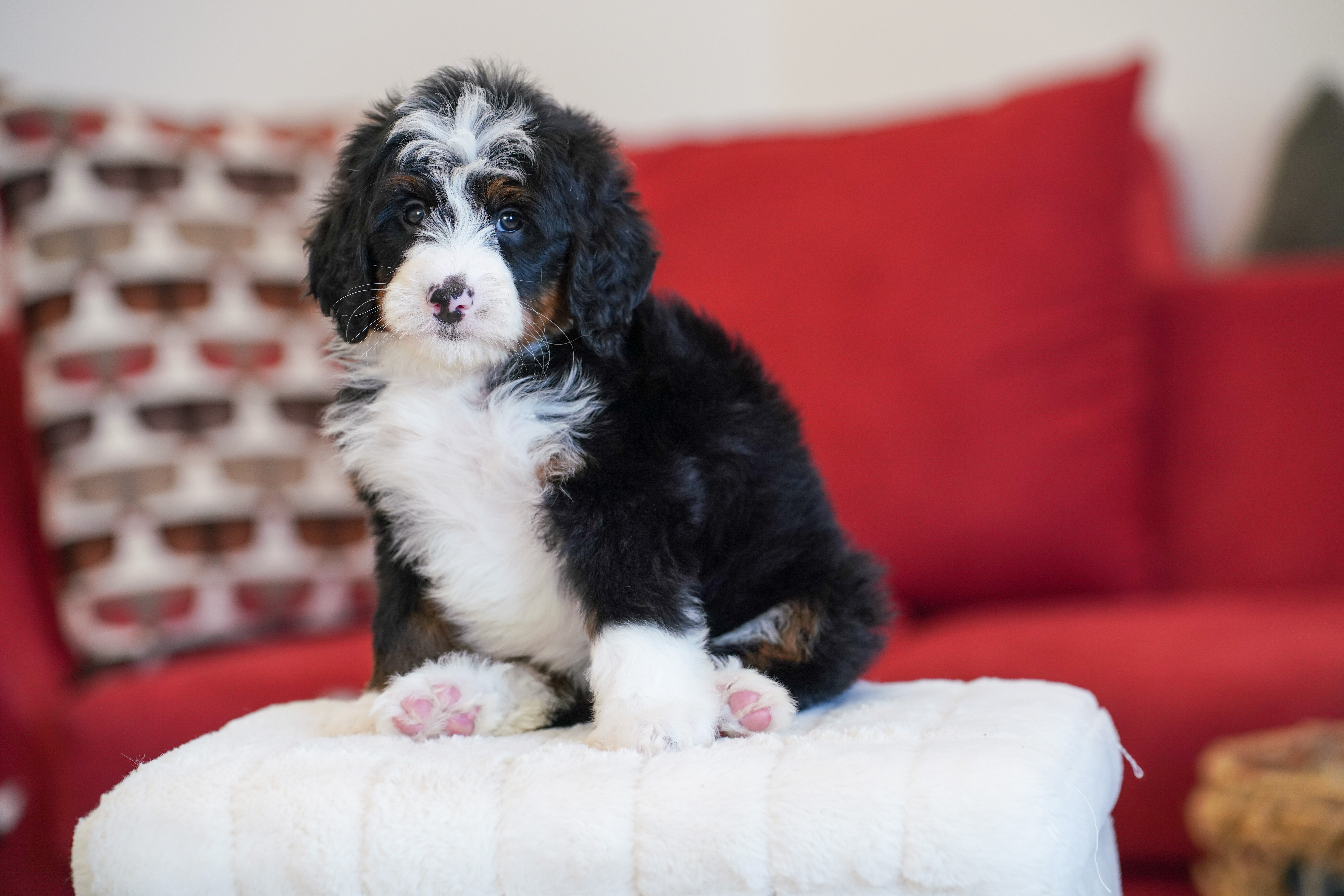 Hillary, Tri Colored, girl, Mini Bernedoodle, puppy at Down Home Doodle