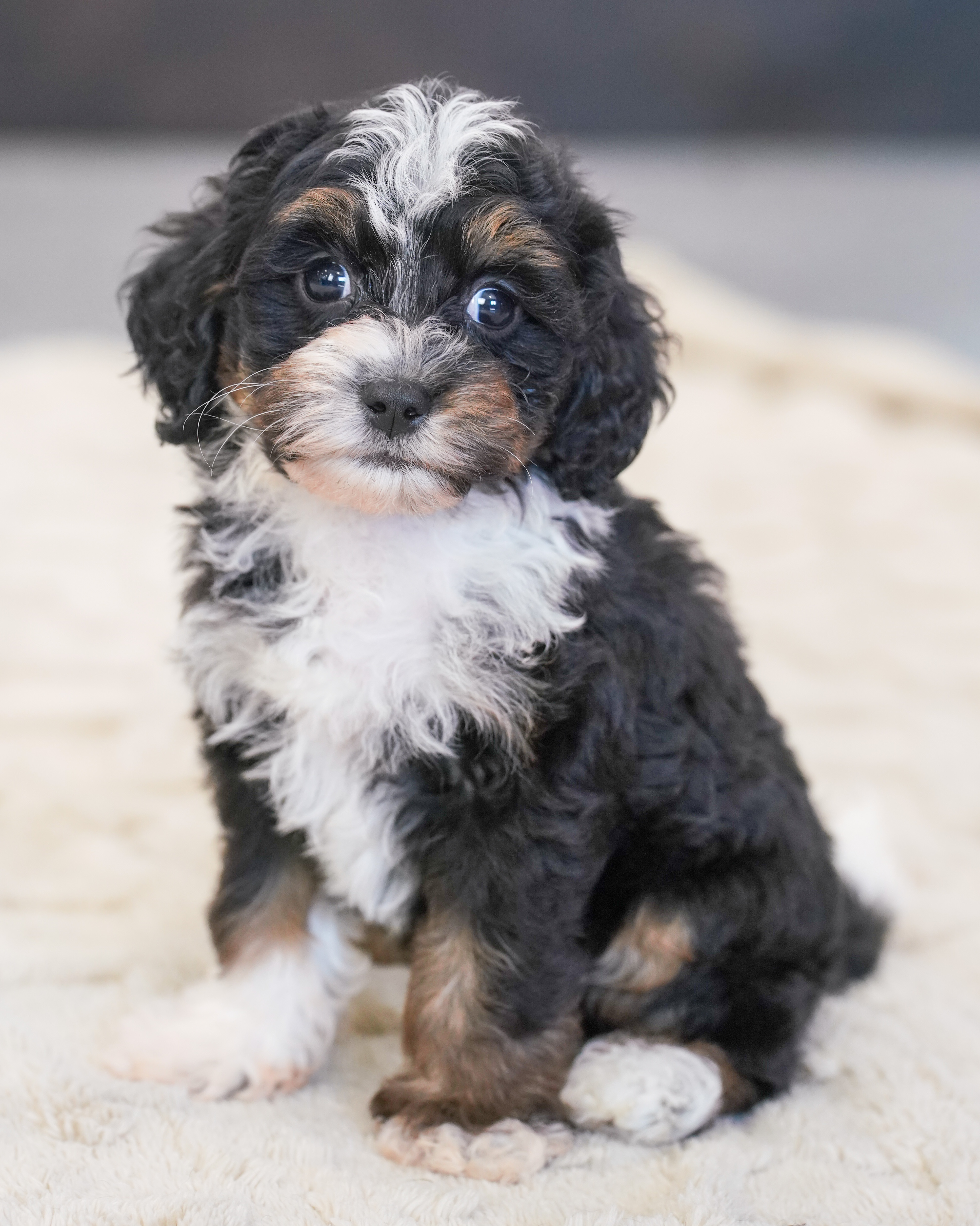 Valentino, Tri Colored, boy, Micro Bernedoodle, puppy at Down Home Doodle