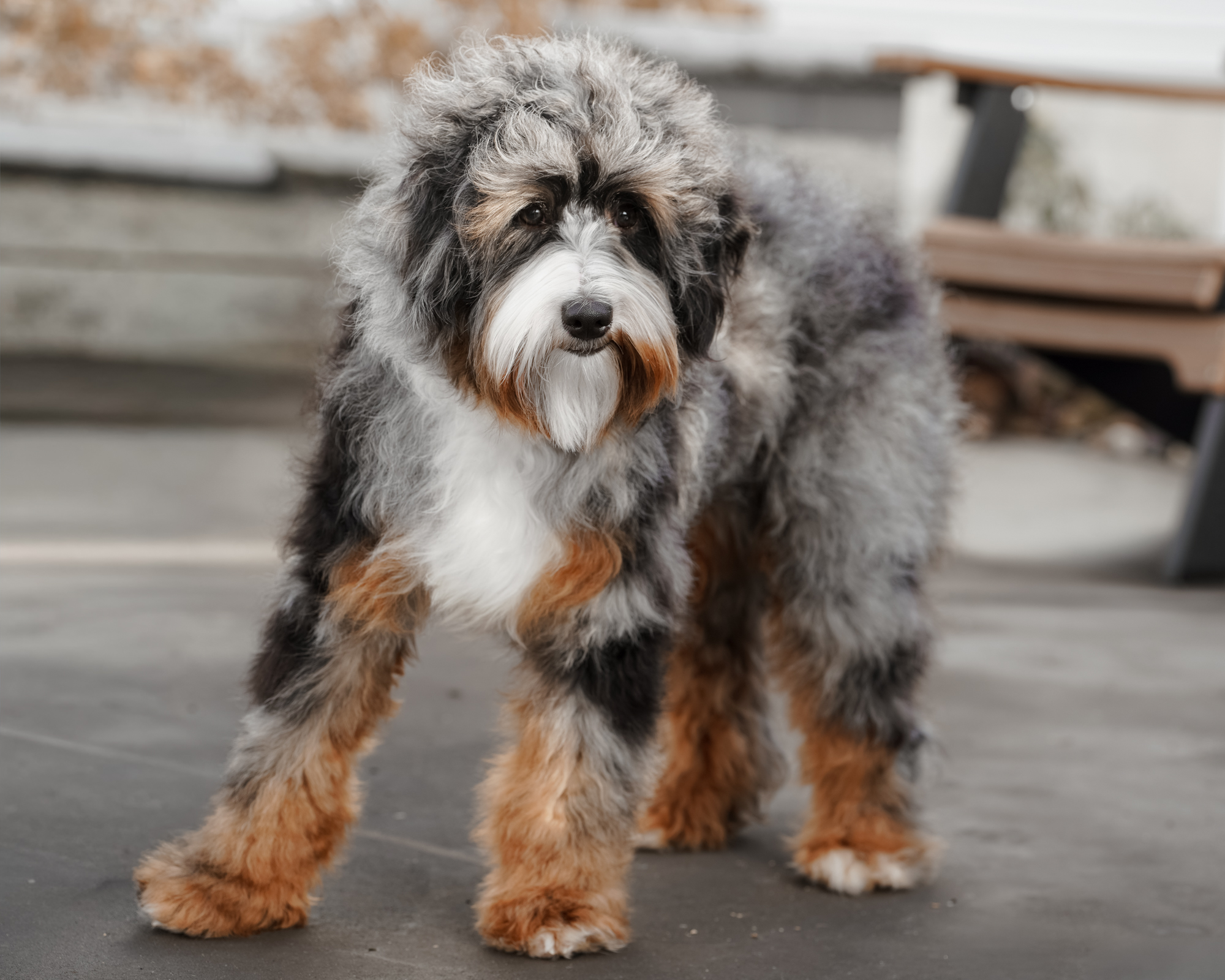 Comet, photo 4