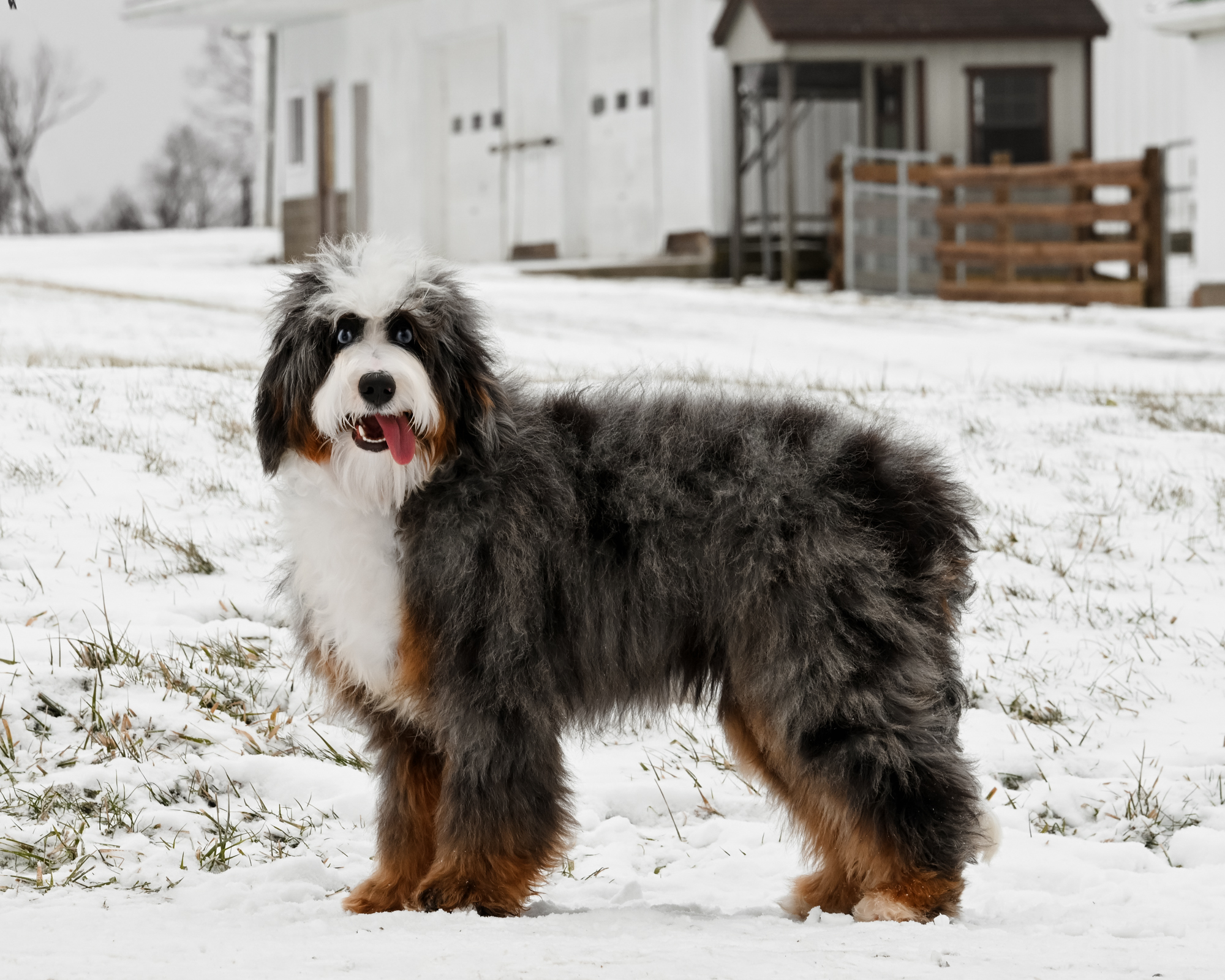 Our beautiful 31-pound Blue Merle Mini Bernedoodle mom, bred here at Down Home Doodle, with a loyal, devoted nature.