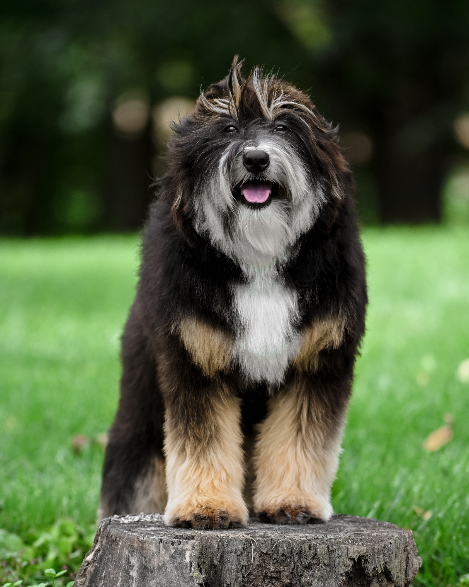 Bella 2, photo 9