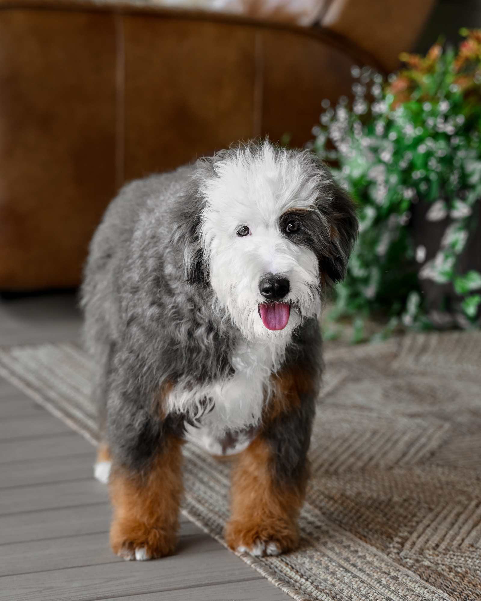 Our beautiful 31-pound Blue Merle Mini Bernedoodle mom with distinctive half-white facial markings and a gentle,