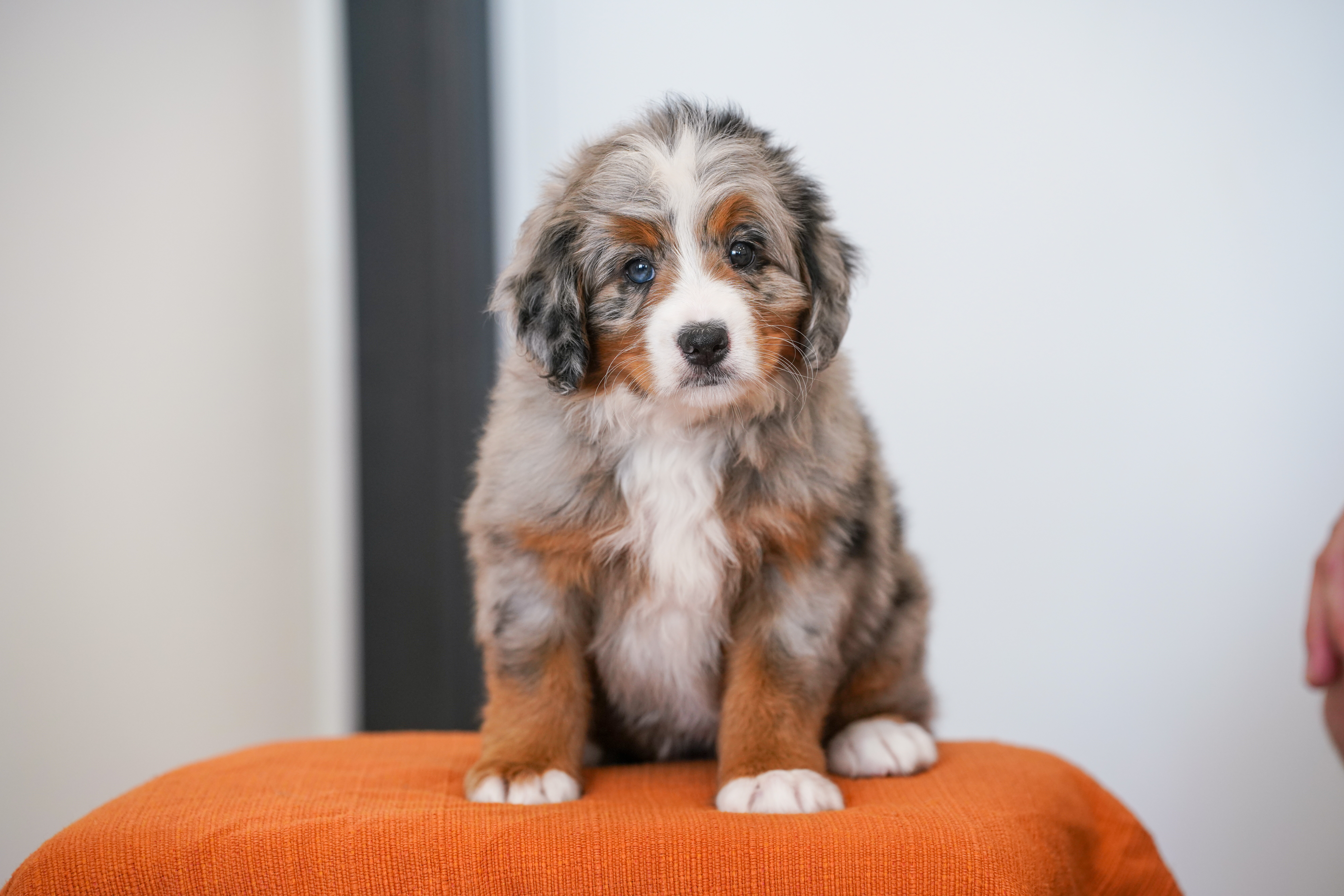 Rapunzel, Merle Tri Colored, girl, Mini Bernedoodle, puppy at Down Home Doodle