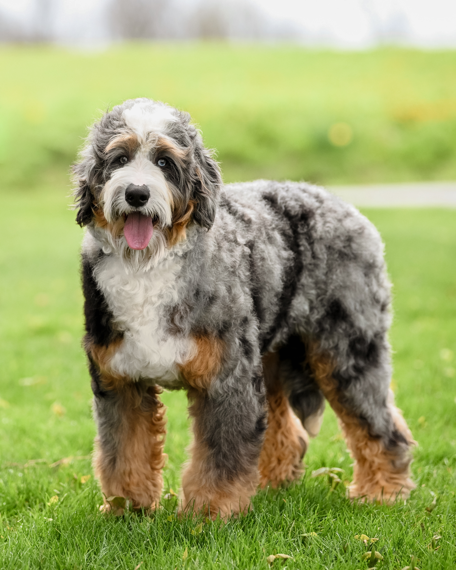 Makaw, Mini Bernedoodle dad at Down Home Doodle