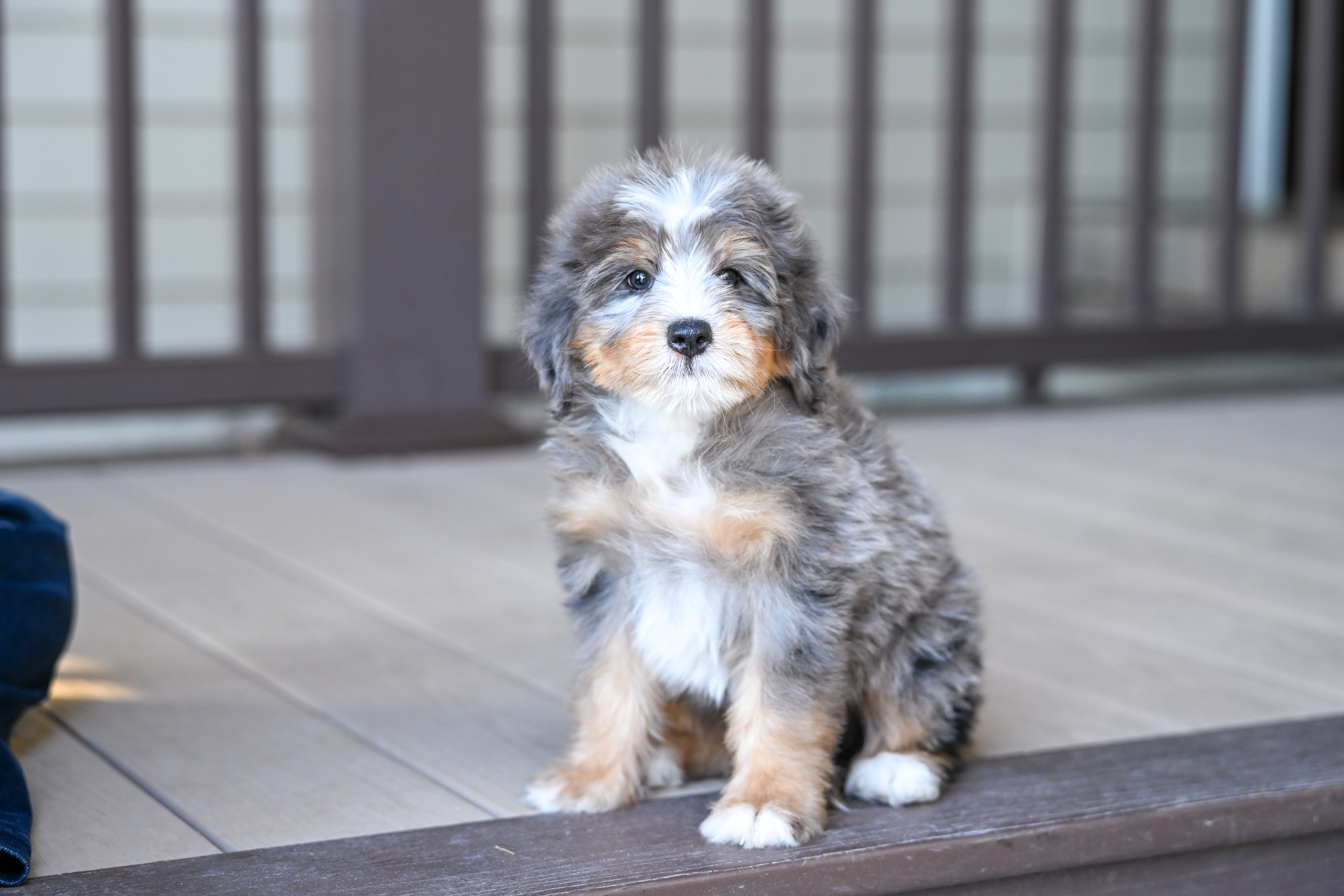Kamala, Merle Tri Colored, girl, Mini Bernedoodle, puppy at Down Home Doodle