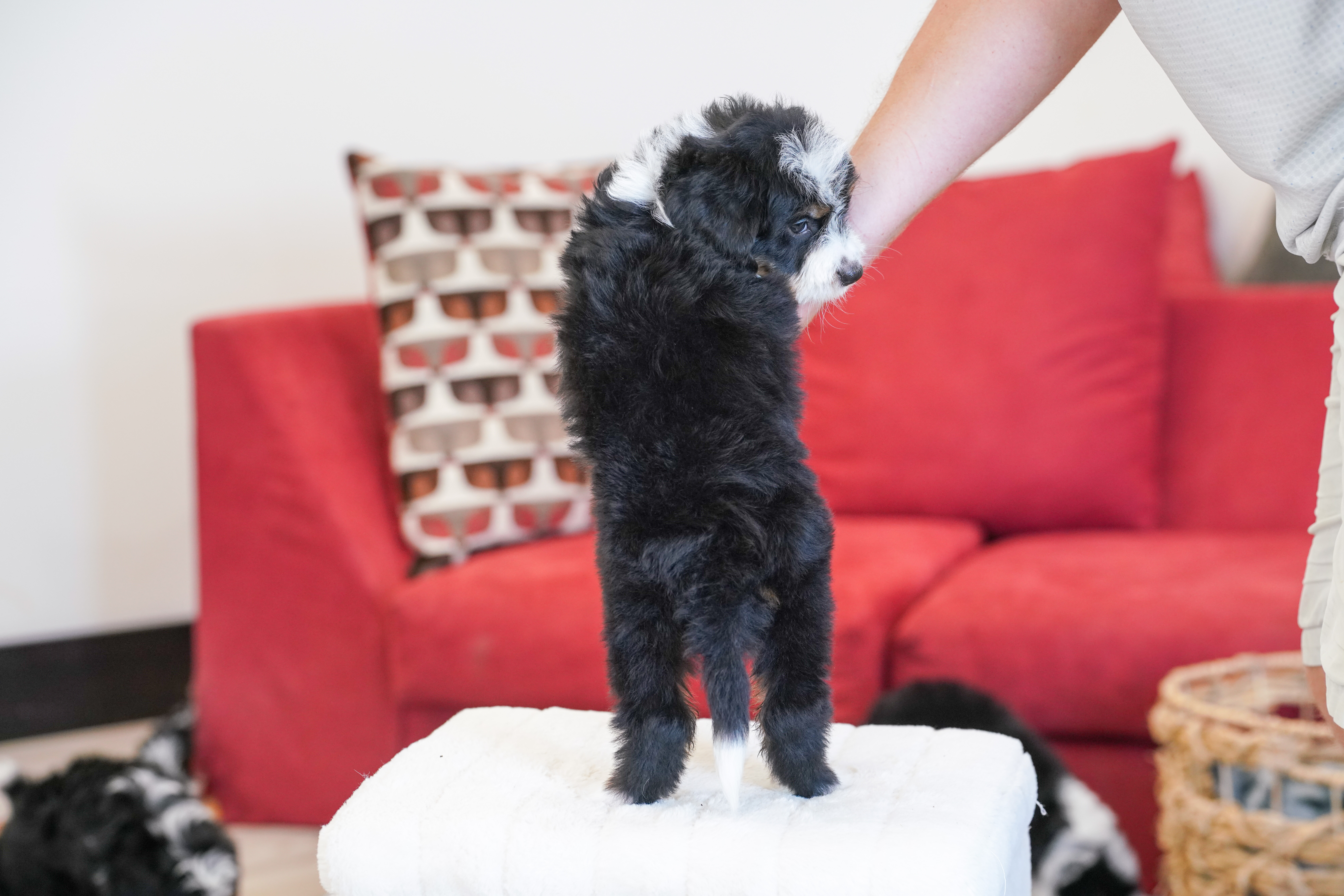 Melania, Tri Colored, girl, Mini Bernedoodle, puppy at Down Home Doodle