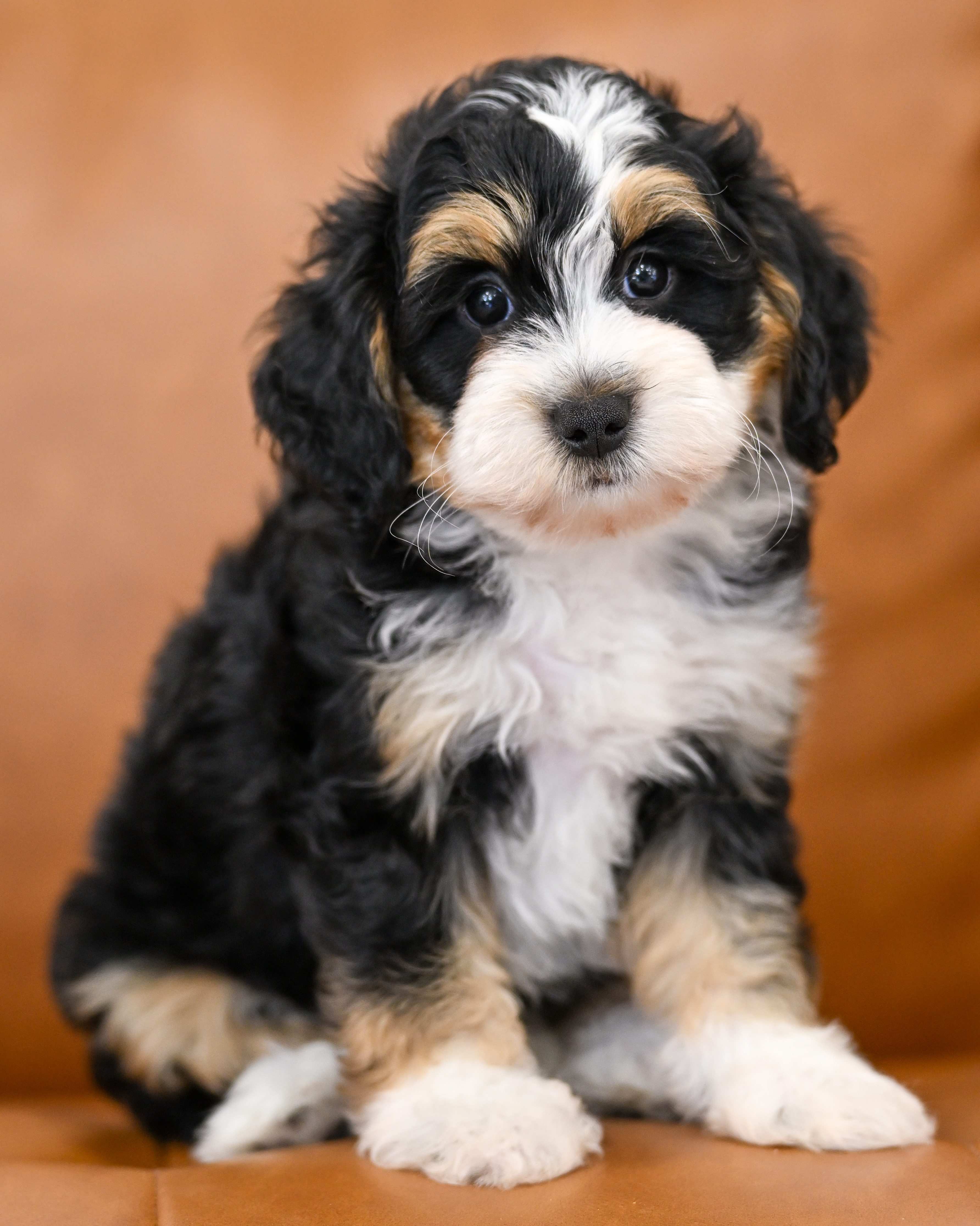 Lionel, Tri Colored, boy, Micro Bernedoodle, puppy at Down Home Doodle