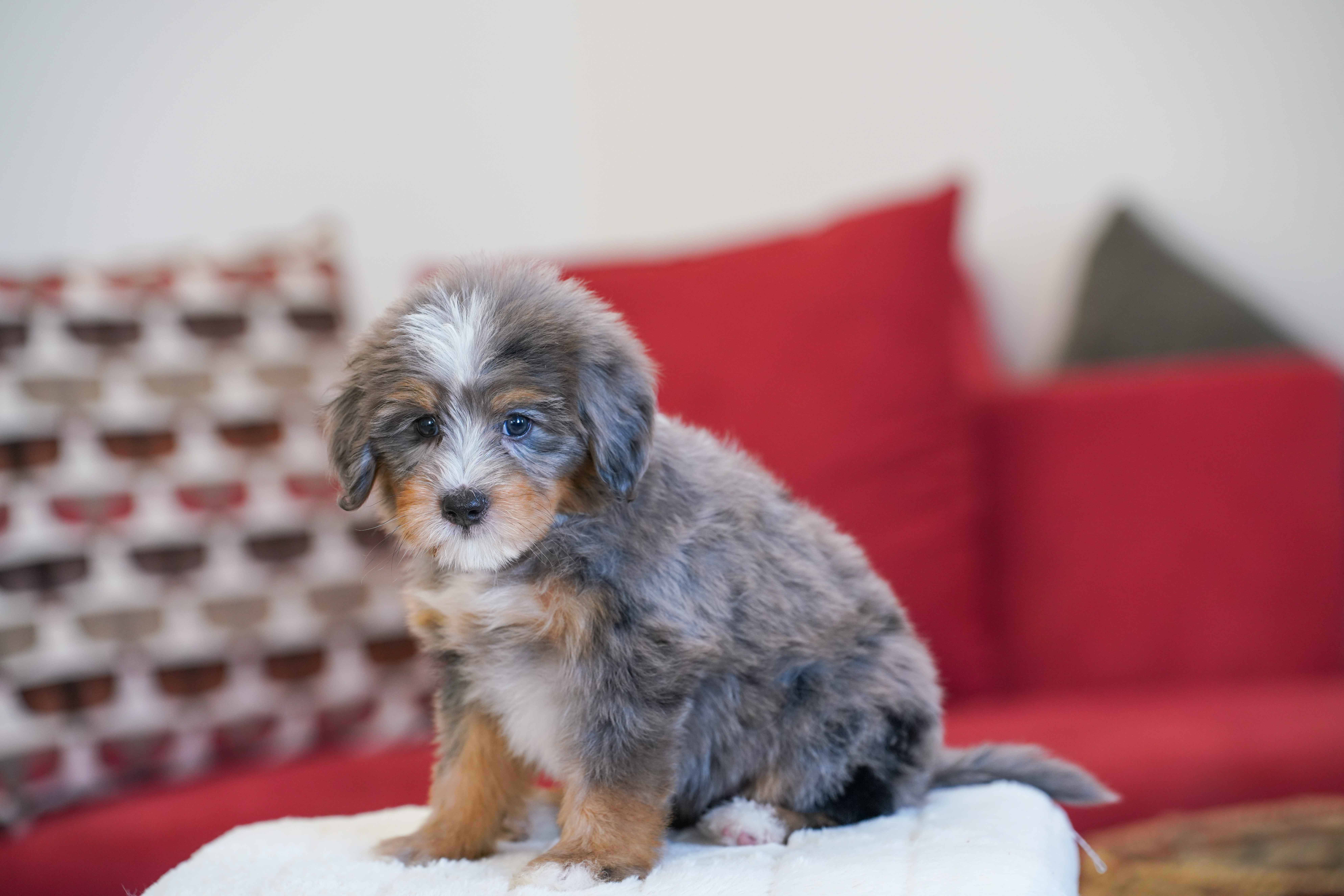 Kamala, Merle Tri Colored, girl, Mini Bernedoodle, puppy at Down Home Doodle