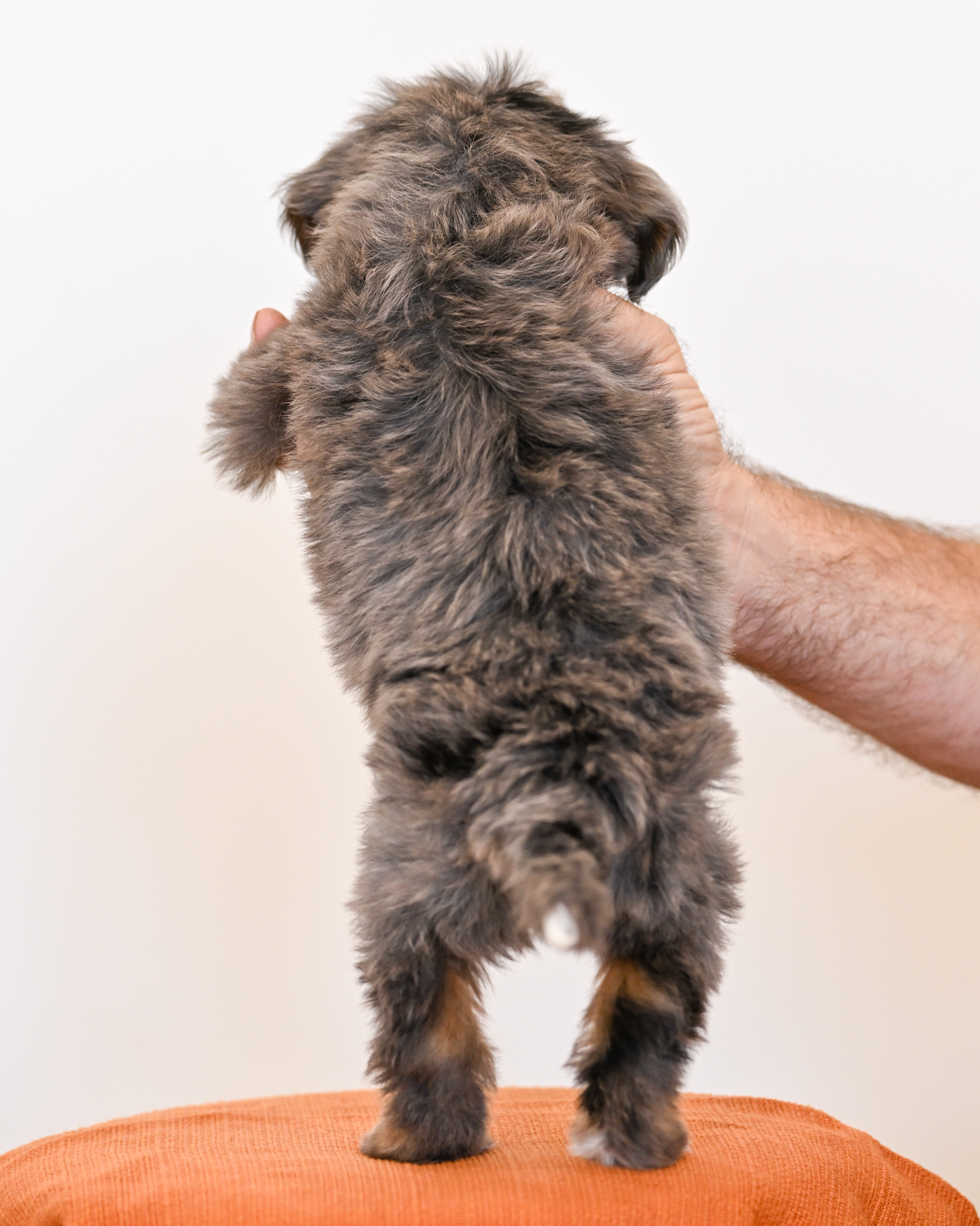 Malibu, Merle Tri Colored, boy, Mini Bernedoodle, puppy at Down Home Doodle