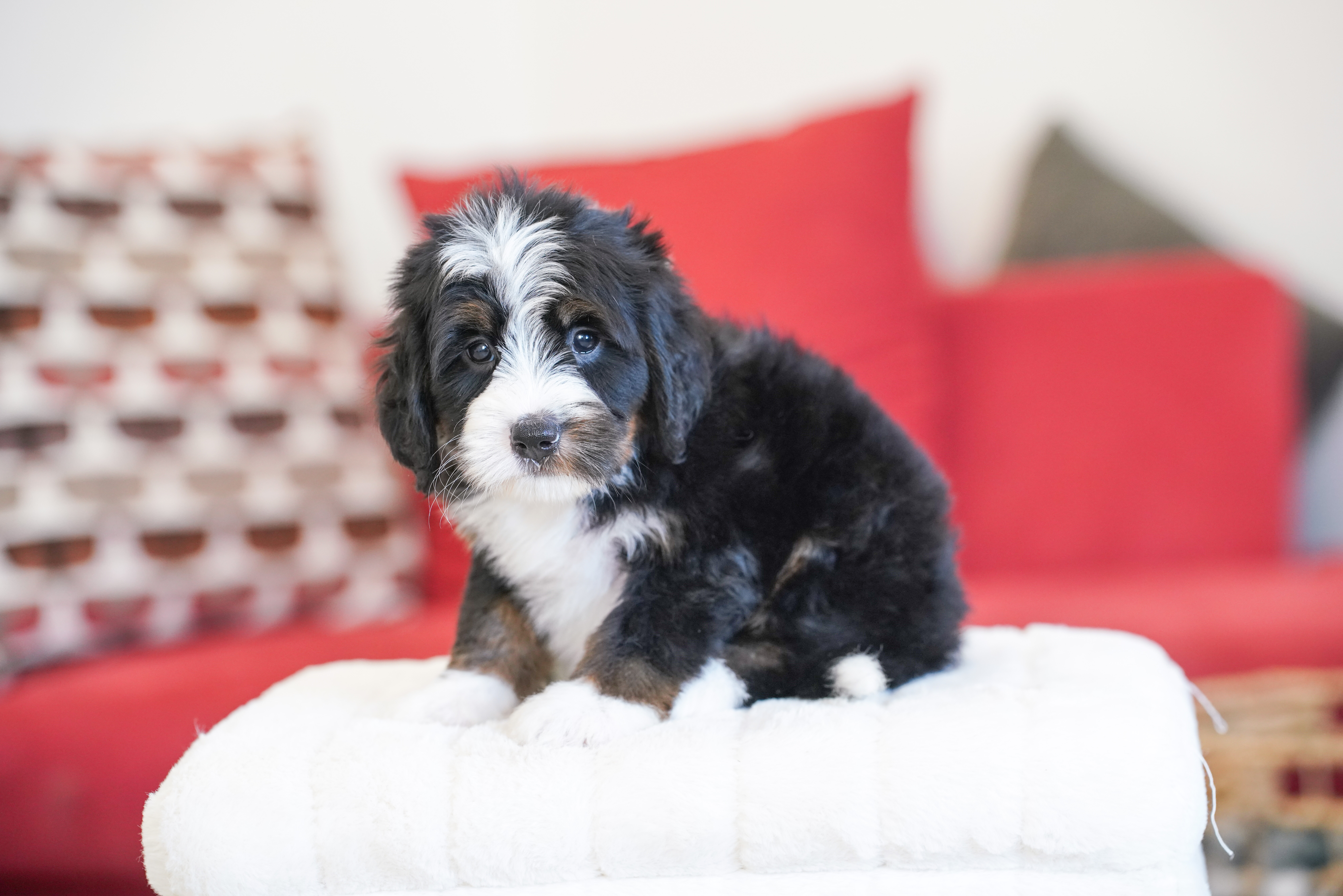 Laura, Tri Colored, girl, Mini Bernedoodle, puppy at Down Home Doodle