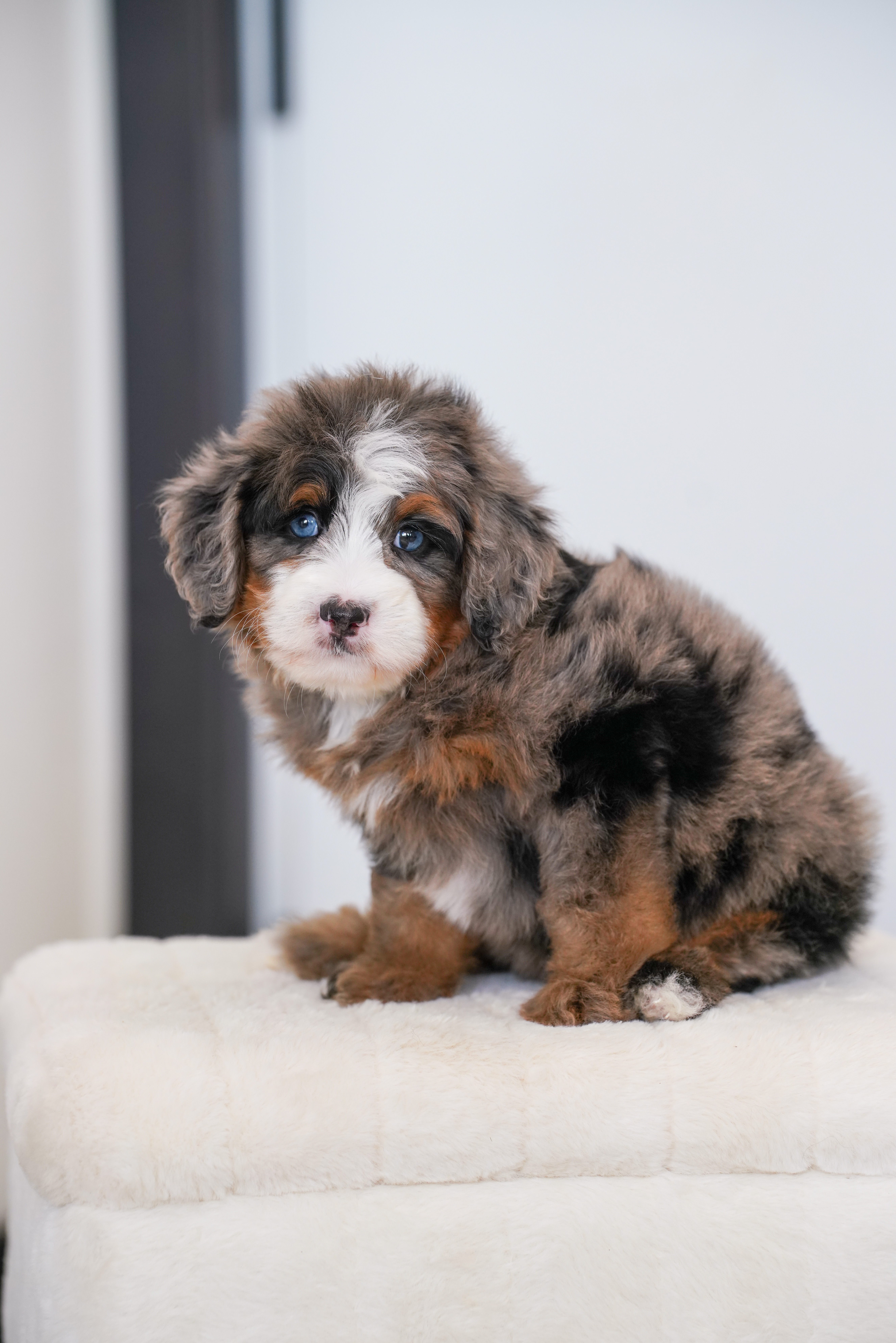 Flower, Merle Tri Colored, girl, Mini Bernedoodle, puppy at Down Home Doodle
