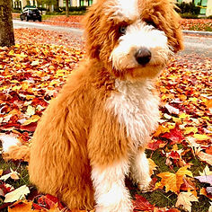 Puppy from a previous Mika litter