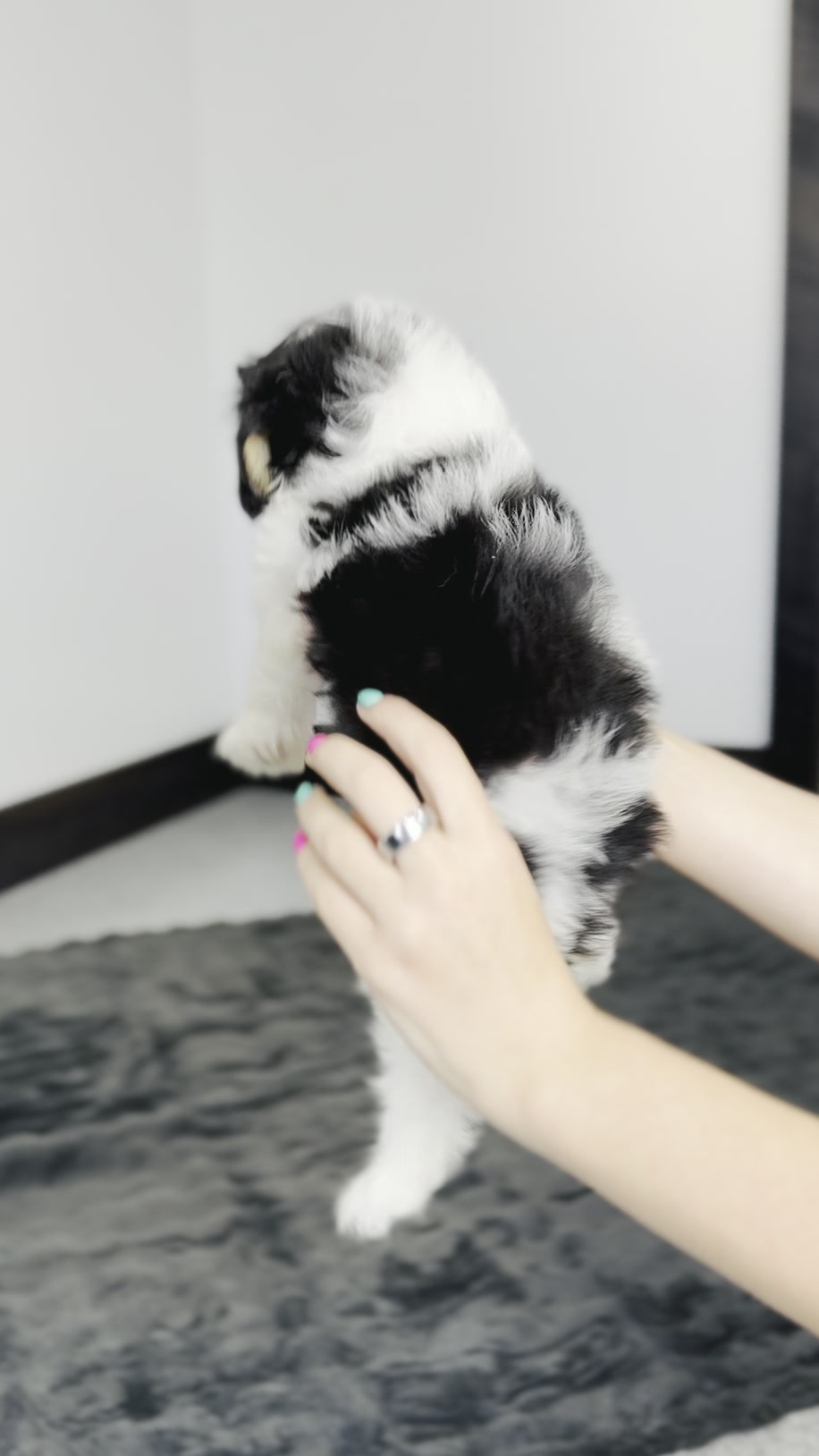 Biscuit, Tri Parti Micro Bernedoodle puppy