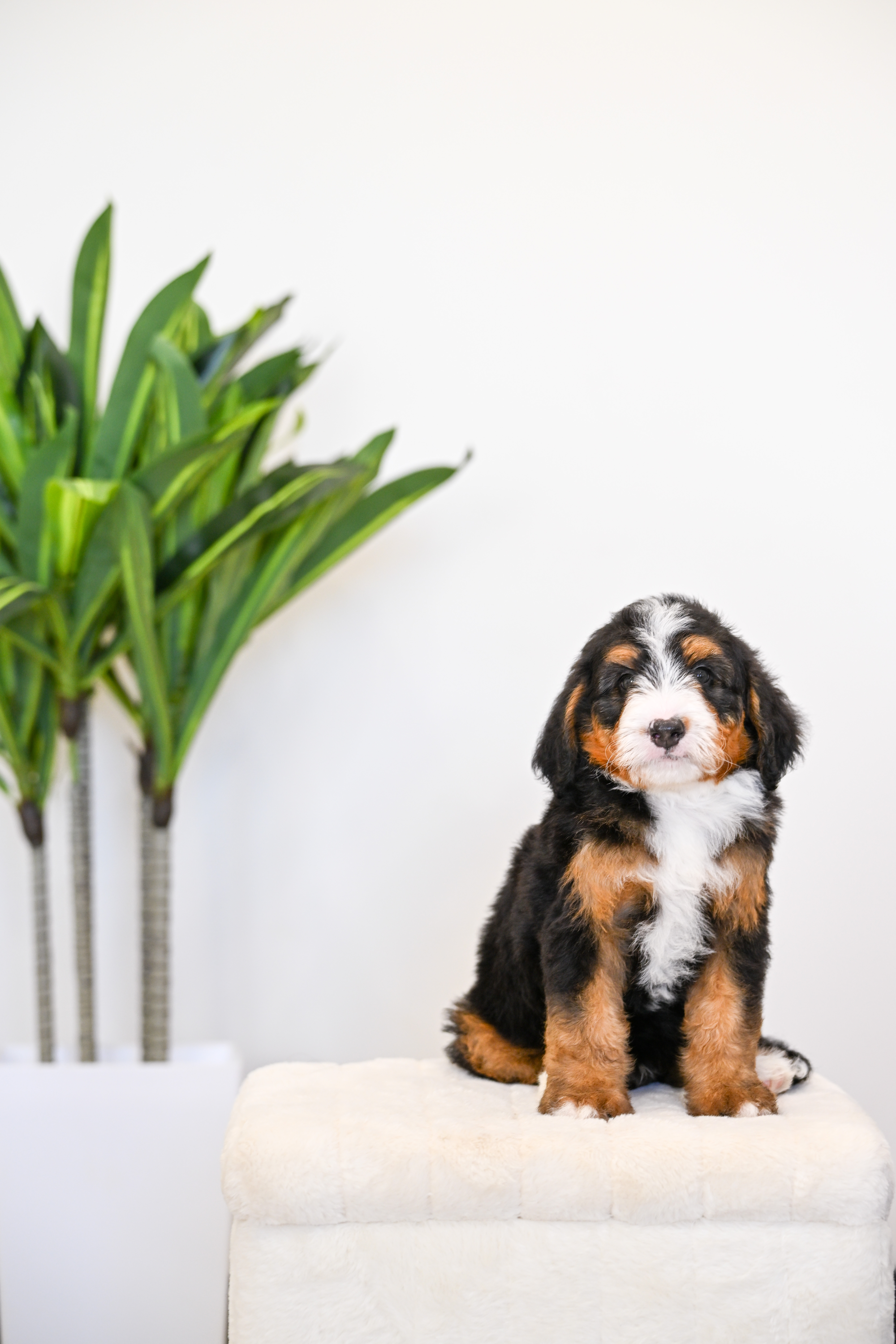 Cheeto, Tri Colored, boy, Mini Bernedoodle, puppy at Down Home Doodle