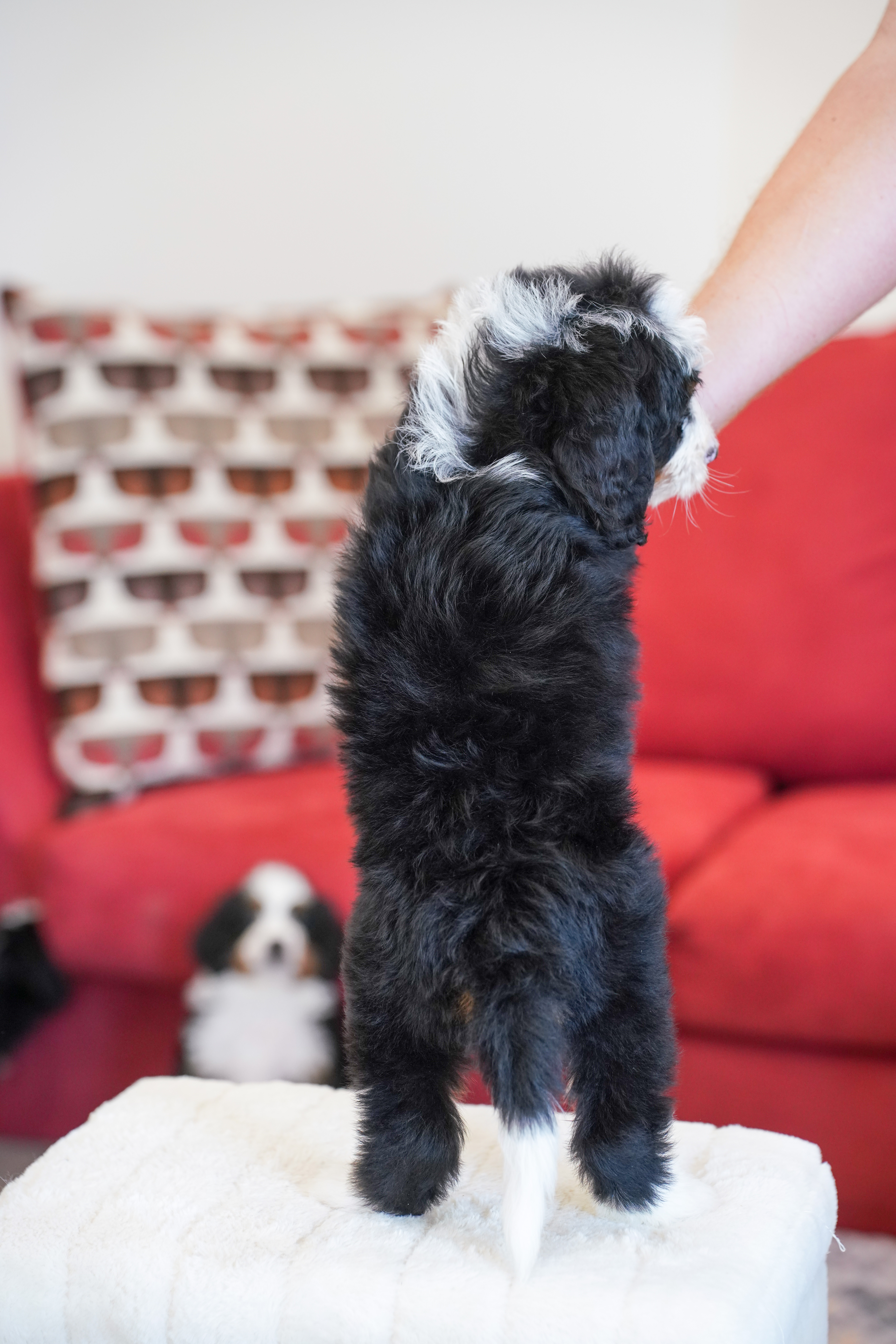 Hillary, Tri Colored, girl, Mini Bernedoodle, puppy at Down Home Doodle