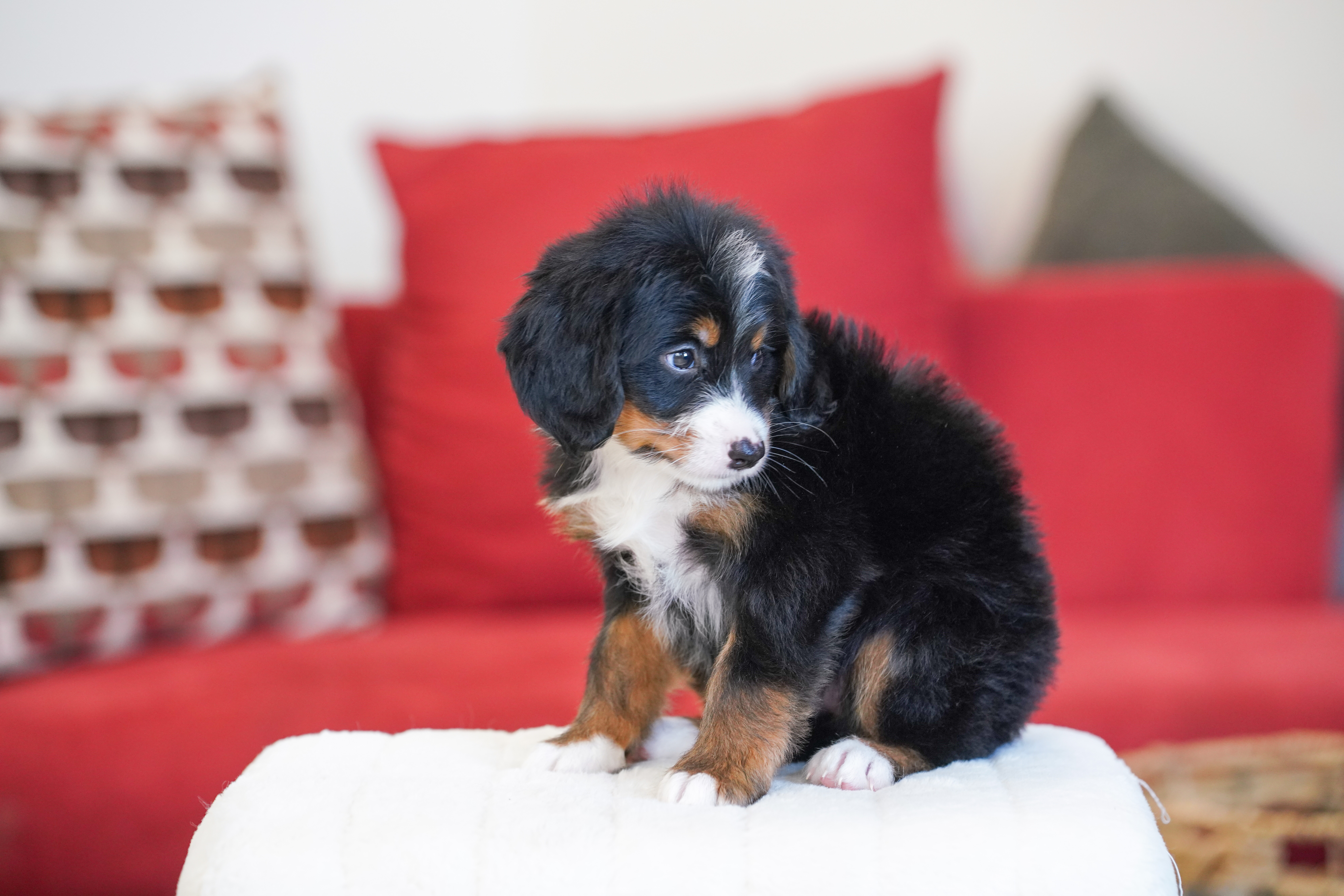 Michelle, Tri Colored, girl, Mini Bernedoodle, puppy at Down Home Doodle